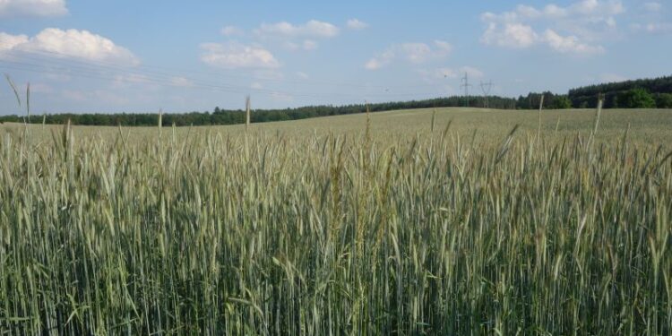 Pierwsze plany strategiczne Wspólnej Polityki Rolnej  zatwierdzone – Polska wśród siedmiu krajów, które uzyskały akceptację Komisji Europejskiej